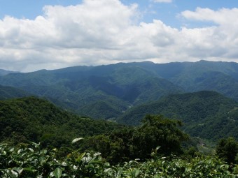 淨源護生保健康，坪林有機茶農契作再造茶鄉新風貌