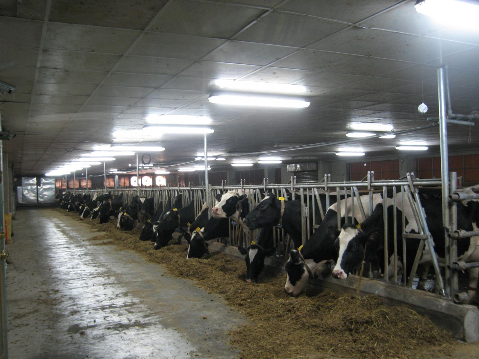 舒適的環境，可提高乳牛的採食量與乳產量（圖片來源：蕭宗法）