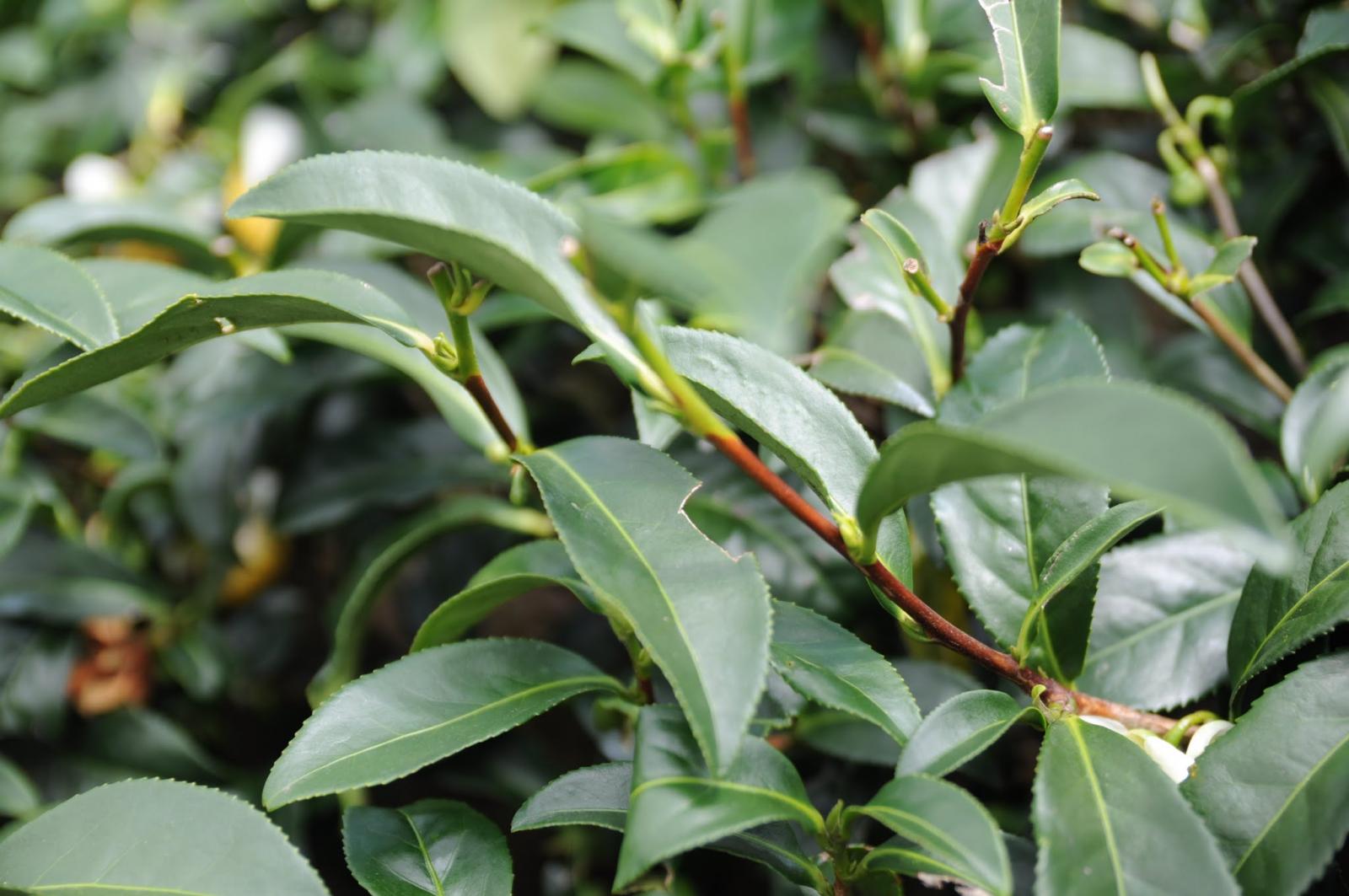 茶樹品種的不同，會使製茶後的風味各不相同。