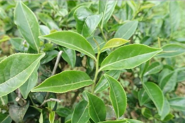 要育種一顆新的茶樹需要經過層層選拔，才能篩選出最優良的個體！