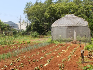 位於林口的「語玲的健康蔬果農園」，堅持不用化肥、除草劑的有機種植方式