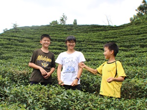 農忙時，世芳茶園三姐弟也都會去茶園幫忙採收茶葉