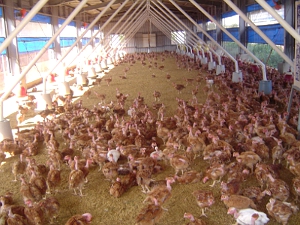 標裕牧場的「健康放走雞」，生活在陽光充足、寬敞且通風良好的開放式雞舍中