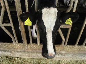 應用無線射頻辨識系統（RFID）管理乳牛群（照片來源：農業科技大展）
