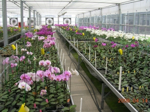 RFID技術可以應用在蝴蝶蘭的種苗生產管理