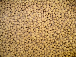 豆中之王－大豆（照片由台南區農業改良場提供）