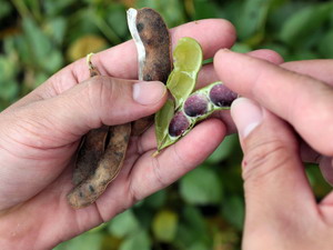 產銷班黑豆採收不用除草劑與落葉劑，安全有保障  上下游記者汪文豪提供