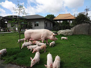 台灣的豬隻數量是如何被統計的呢？(照片由中央畜牧場提供)