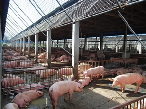 經濟動物-豬