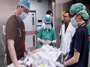 臨床實習包含動物醫院及教學單位