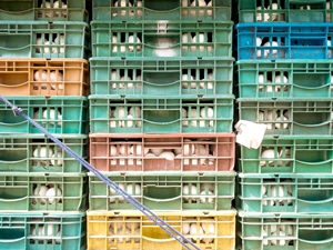 傳統塑膠蛋箱，具交叉污染風險，為禽場防疫漏洞