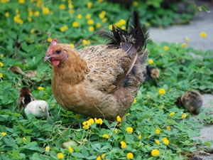 選擇安全的禽類食材有賴政府、業者與消費者的共同把關