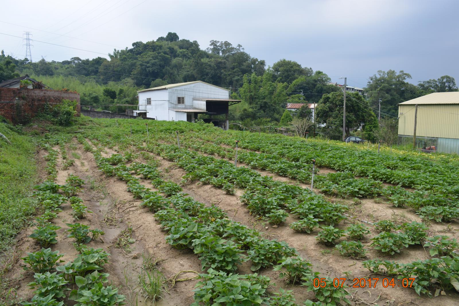 成立近25年的小瓢蟲農場，栽種許多有機蔬果