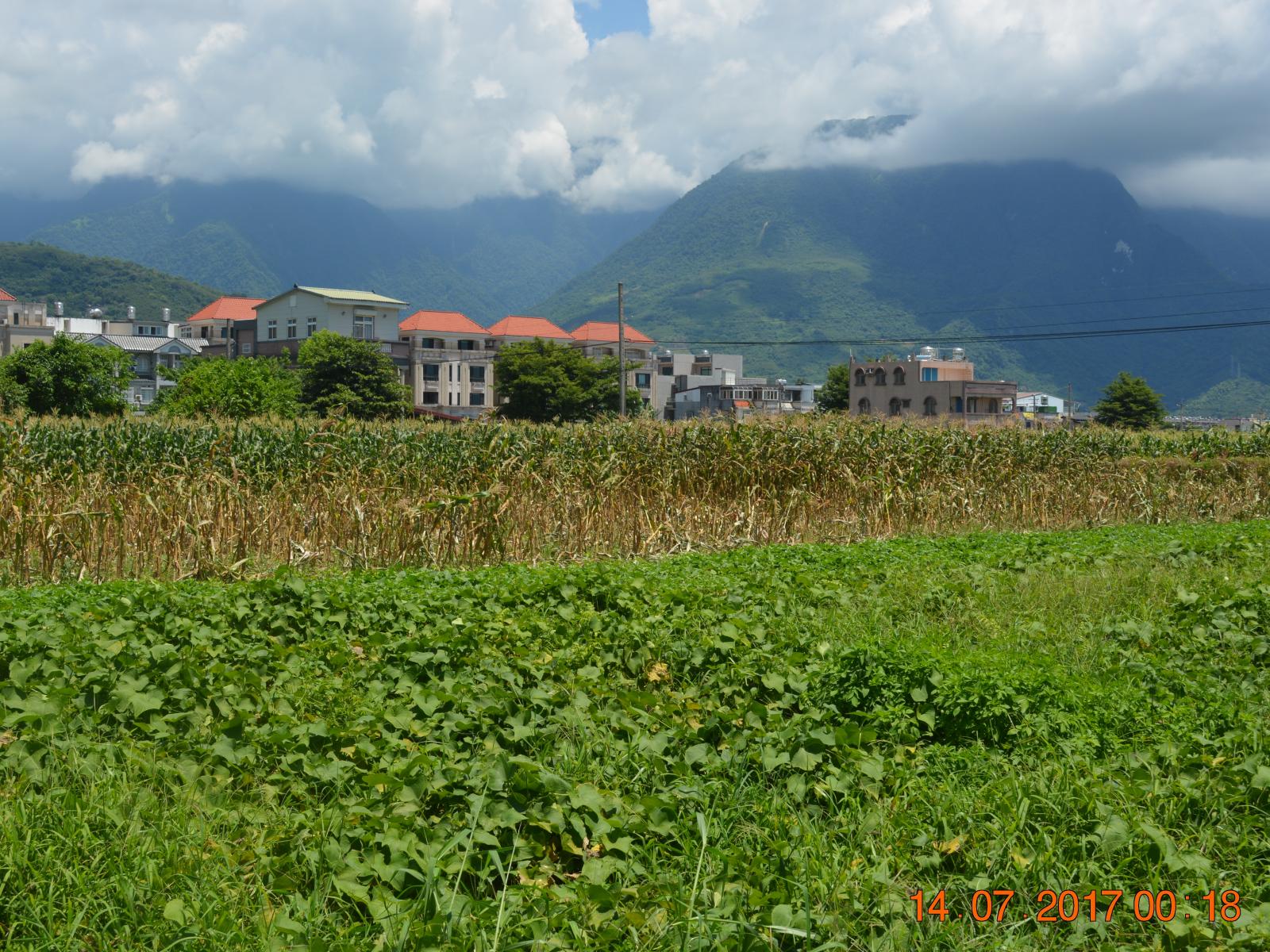 明淳農場為減少環境汙染，實行無毒無化肥的有機種植