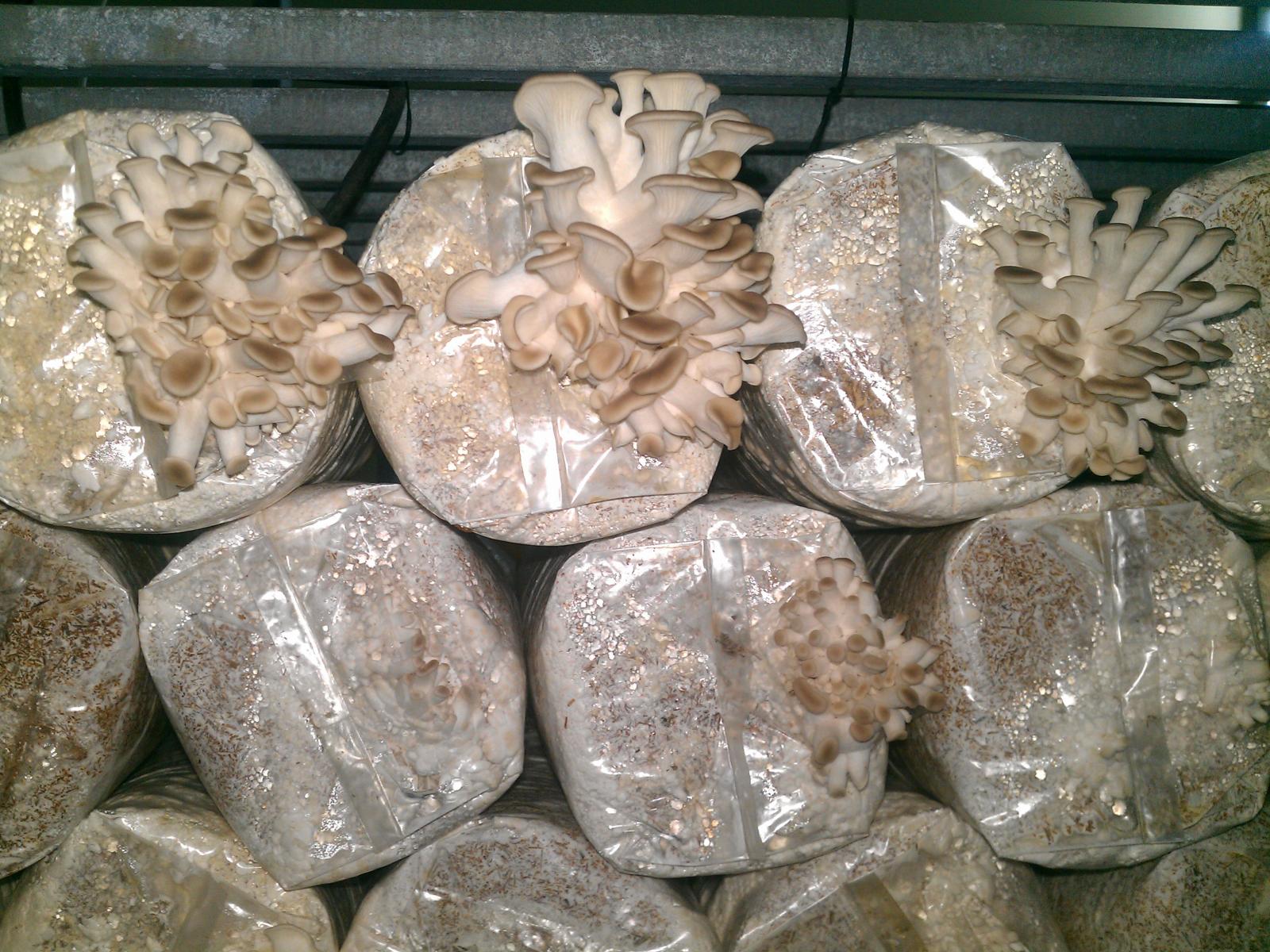 利用稻草稈種植秀珍菇的出菇情形