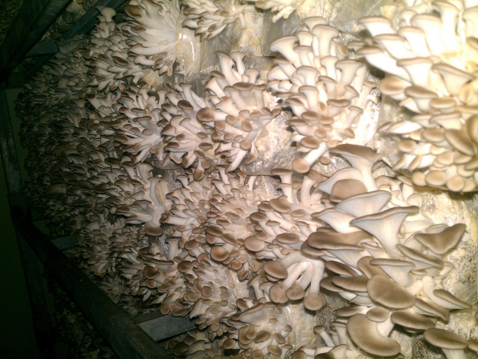 在實驗室中用木屑種植秀珍菇觀察出菇情形，和替代性介質做比對