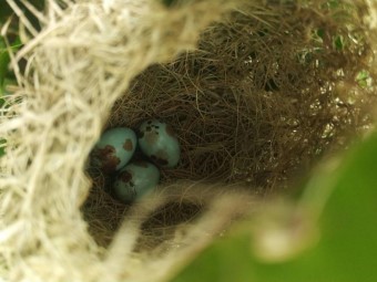只有良好的環境，才能在茶樹中發現鳥巢。