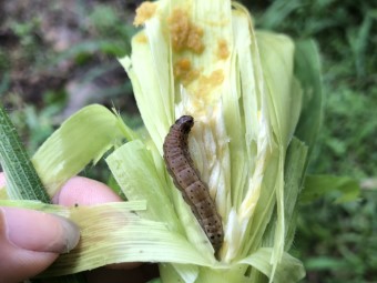 在玉米裡面發現秋行軍蟲幼蟲。