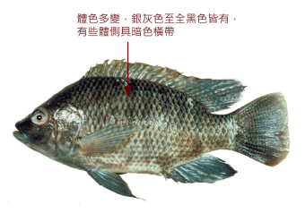 吳郭魚生命力強，在淡水和海水中都能生存。