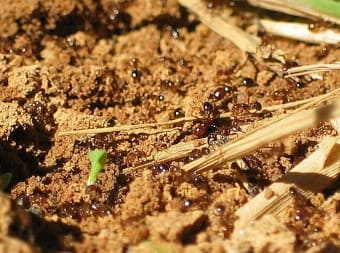 入侵紅火蟻會取食農作物的果實與根莖，對農業、生態造成很大影響。