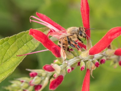 蜜蜂容易受到農藥影響。