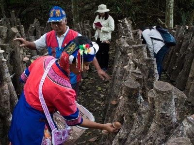 高士部落的原住民在林下種植段木香菇。