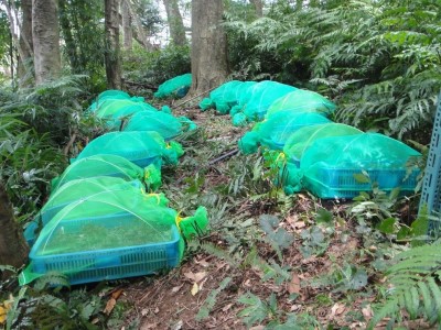 林下種植金線連會以紗網遮蓋，防止蟲害。