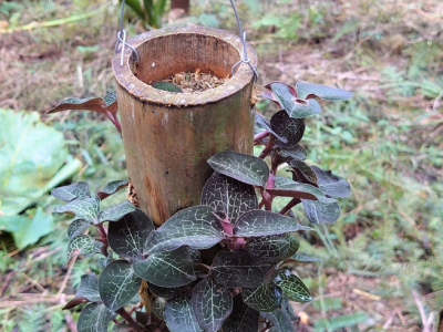 阿里山林業生產合作社使用綠竹容器培植金線連。