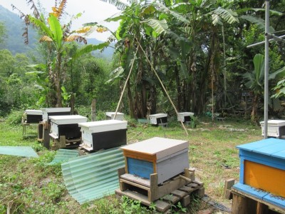 林下養蜂和一般養蜂的差異在於場域環境不一樣。