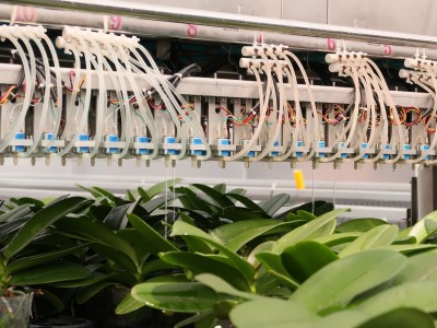 蝴蝶蘭溫室環境控制系統協助花農掌握蝴蝶蘭生長狀況、氣候條件等