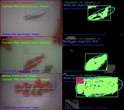 透過影像辨識技術可以捕捉辨識到不同體長的魚隻。