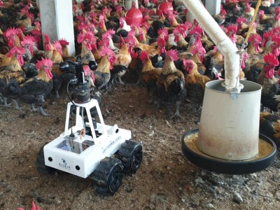 擾動機器人可以驚動雞群讓雞群運動。