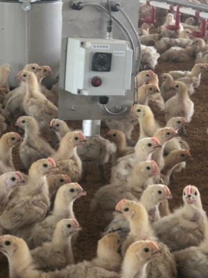 禽舍中裝設的感應設備可以監測氨氣、二氧化碳等含量。