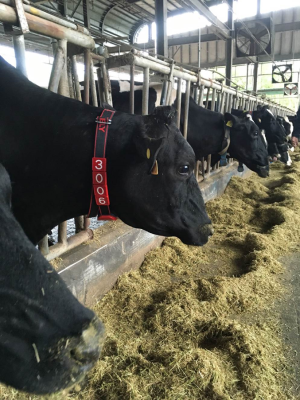 牛隻腳上綁個計步器或脖子掛皮帶，能測量健康狀況及其排卵期，好進行人工授精配種。