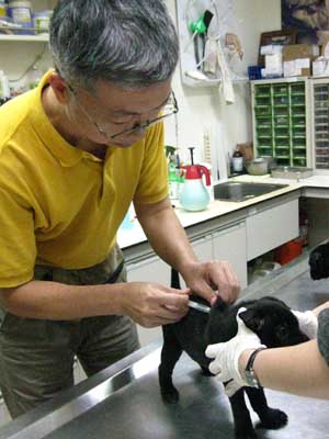 認養犬隻要記得帶牠去施打狂犬病預防注射。