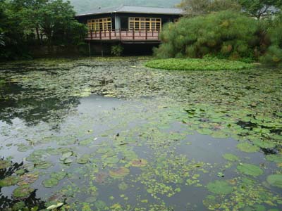 欣綠農園生態池物種非常豐富