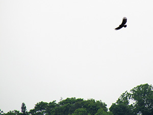 茶園上空的大冠鷲