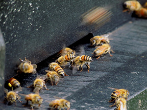 忙碌進出蜂箱的蜜蜂