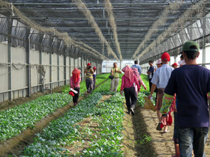 結構溫網室內種植短期葉菜類(農委會水利處經濟發展科)