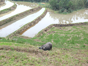 由於耕地太小，機械不易進入，水梯田仍保留傳統牛耕方式
