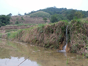 梯田的灌溉水是順流而下，不會浪費水，大雨時也可一層一層蓄洪，延緩洪峰滯留時間