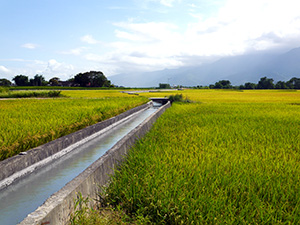 清澈的灌溉流水是農田的生命之河