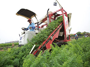 胡蘿蔔自動採收機可以節省大量的人力及時間，讓採收作業更有效率