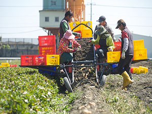日本引進的甘藷收穫機