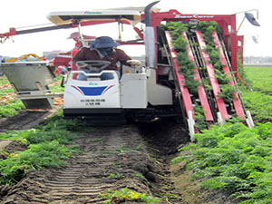 紅蘿蔔的採收也可以採收機械化進行