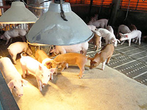 豬舍非常乾淨，每隻豬都非常活潑，在豬隻幼年期會隨時點有保溫燈，深怕豬隻受涼