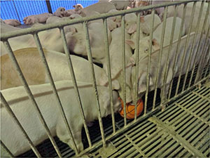 國產豬隻數量的掌控非常重要(照片由中央畜牧場提供)