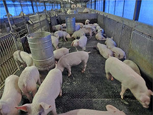 藉由統計分析，可以讓台灣的豬產業更好(照片由中央畜牧場提供)