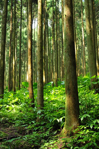 森林能有效減緩全球暖化速度