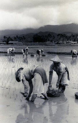插秧是連男人都覺得非常辛苦的工作，但過去農家婦女也得下田幫忙
